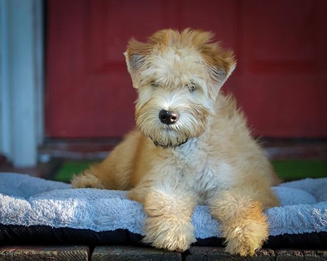 Otis is an (almost) 4 month old Wheaten Terrier puppy who came to our puppy board and train with several goals in mind. During his 6 days with our trainer, Jenna, he began learning to enjoy his crate more and becoming comfortable spending time alone.