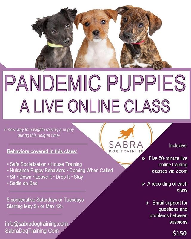 Being quarantined with a new puppy can feel overwhelming. Join this 5-week live online class to help you raise your puppy during this unique time. 
Based on our Puppy Pre-K class, Pandemic Puppies has been redesigned to include ways to address new ch