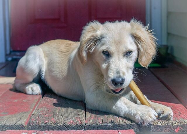 Puppy biting is a normal part of their development but it sure can be a pain in the butt (sometimes literally)! Follow these tips to minimize their biting. &bull;

Make sure they have had a mixture of energy-releasing activities throughout the day. I