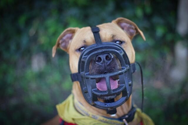 Let&rsquo;s talk about muzzles. &bull;
Recently, the world has been having discussions about judgement and discrimination and we fully support this motion and the need for change. &bull;
In the dog industry, we see many forms of discriminations as we