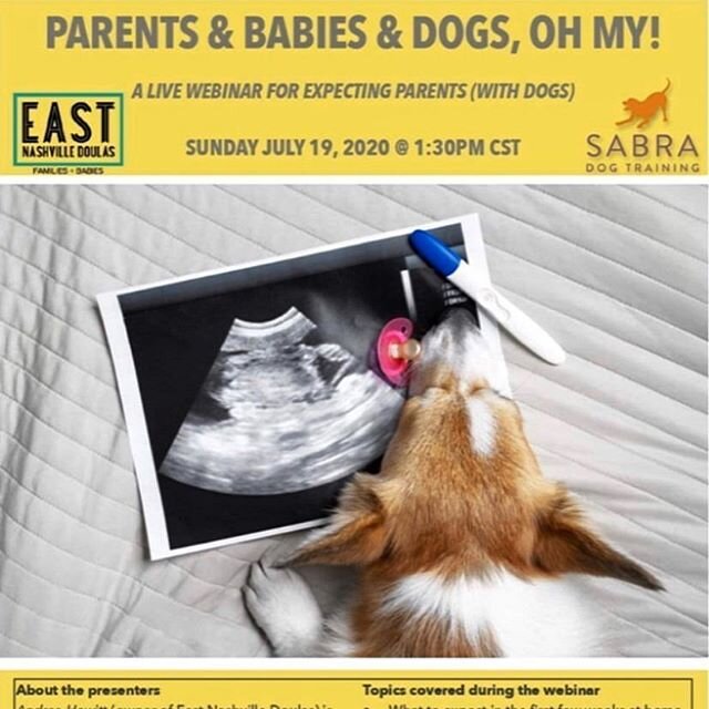 {NEW WEBINAR ANNOUNCEMENT FOR EXPECTING PARENTS}
*
PARENTS &amp; BABIES &amp; DOGS, OH MY! *
July 19 at 1:30pm cst
*
Introducing a baby into your life - and to your dog - is an exciting time that can also be filled with uncertainty and many questions