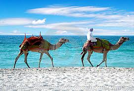 camels on beach.jpg