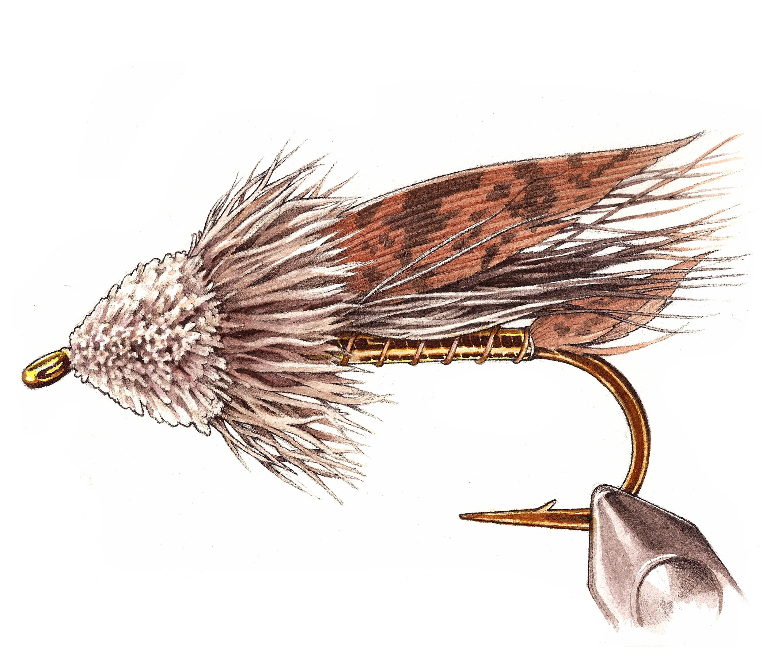 Muddler Minnow | Pen and Watercolor