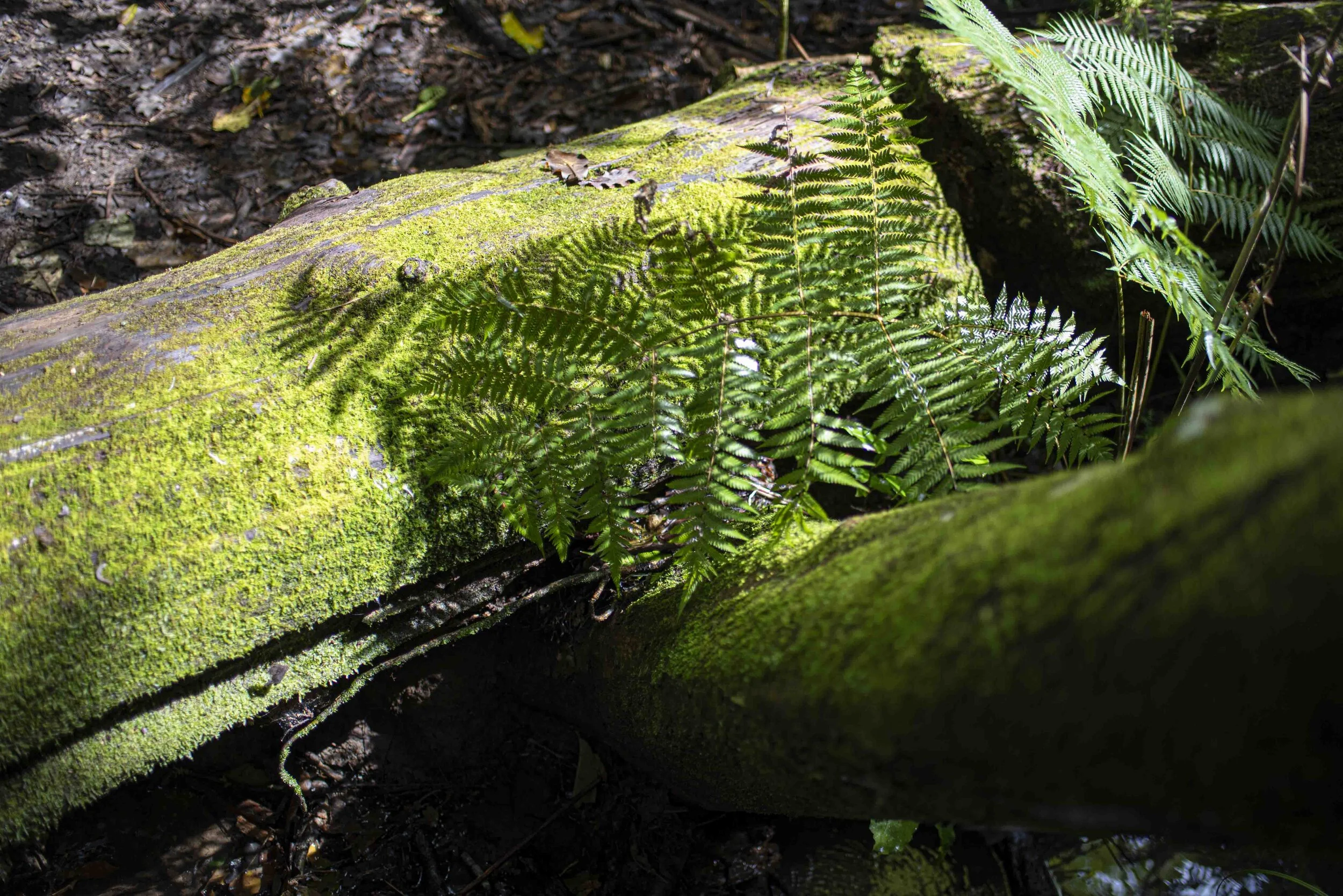 SHey_210910_0095.JPG