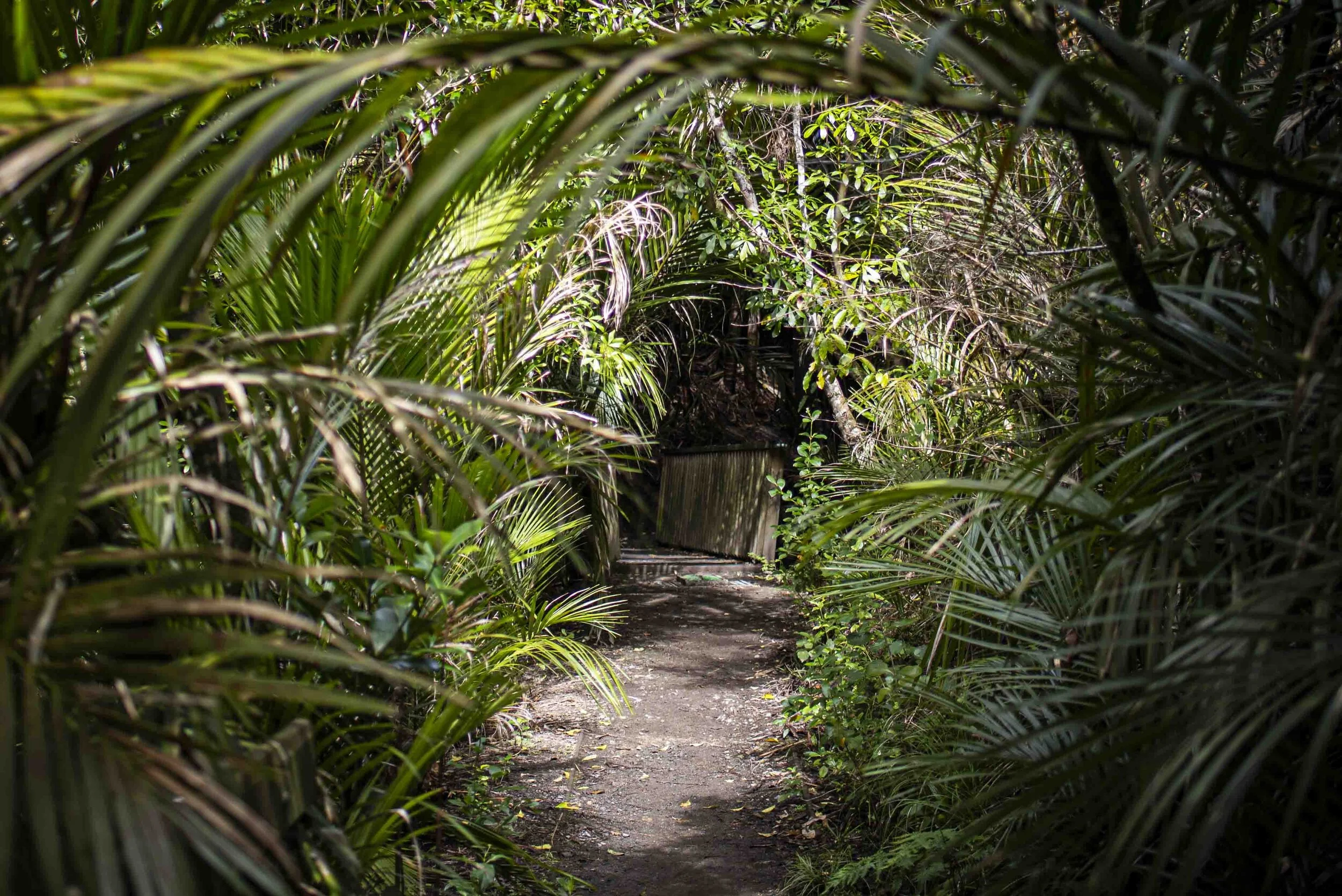  St John's Bush, Meadowbank — “In time to come it will be as beautiful a place as the heart can wish”.  (Sarah Selwyn)  