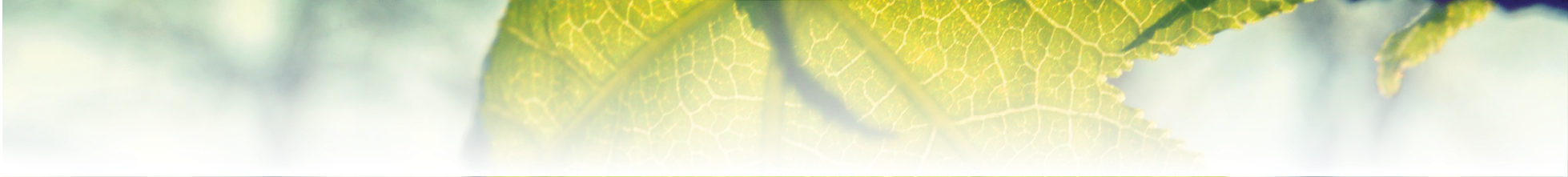 leaf-banner.png
