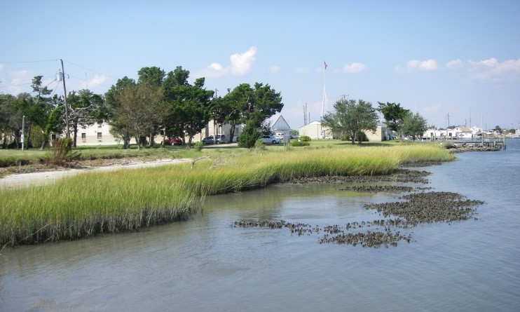  Living shorelines minimize the effects of erosion. ( Photo Credit: NOAA)  