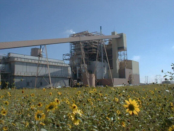Co Springs EIS Sunflowers.jpg
