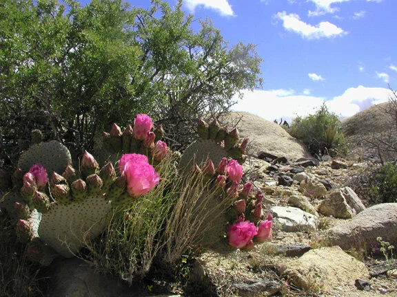 PHE_29 Palms Flora Mouw.jpg