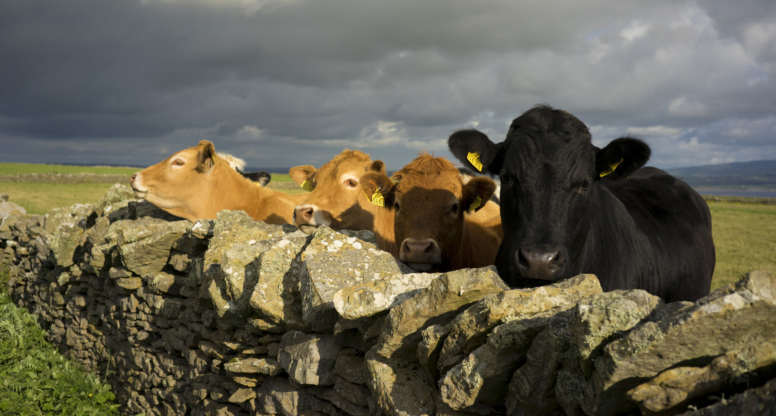 cows_color_Ireland04.JPG