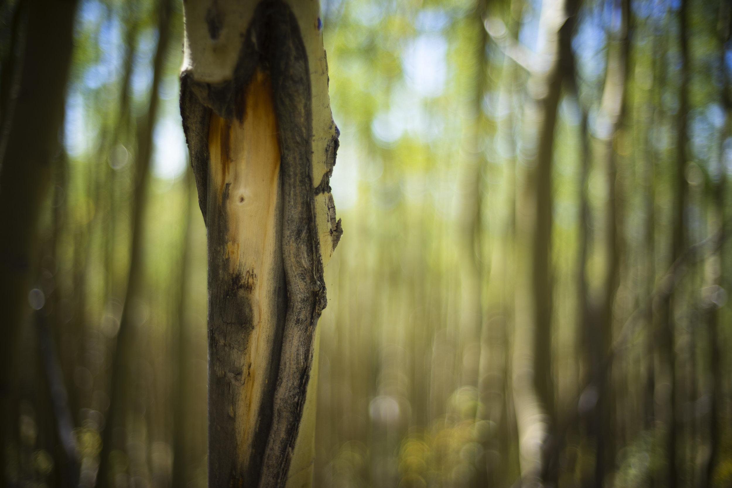 2018092018_SANTAFE_TREES.jpg