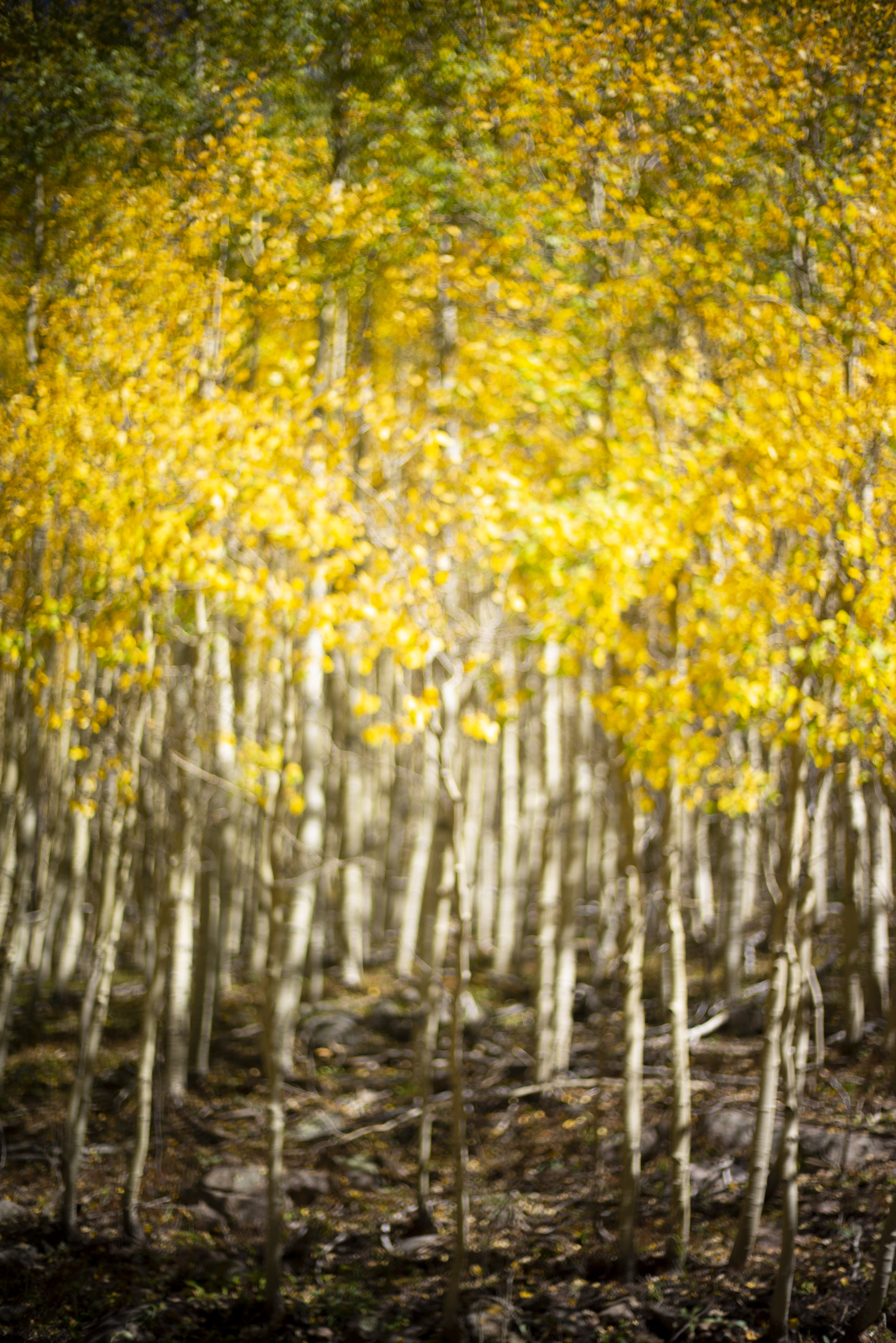 201809_SANTAFE_FallTrees_004.jpg