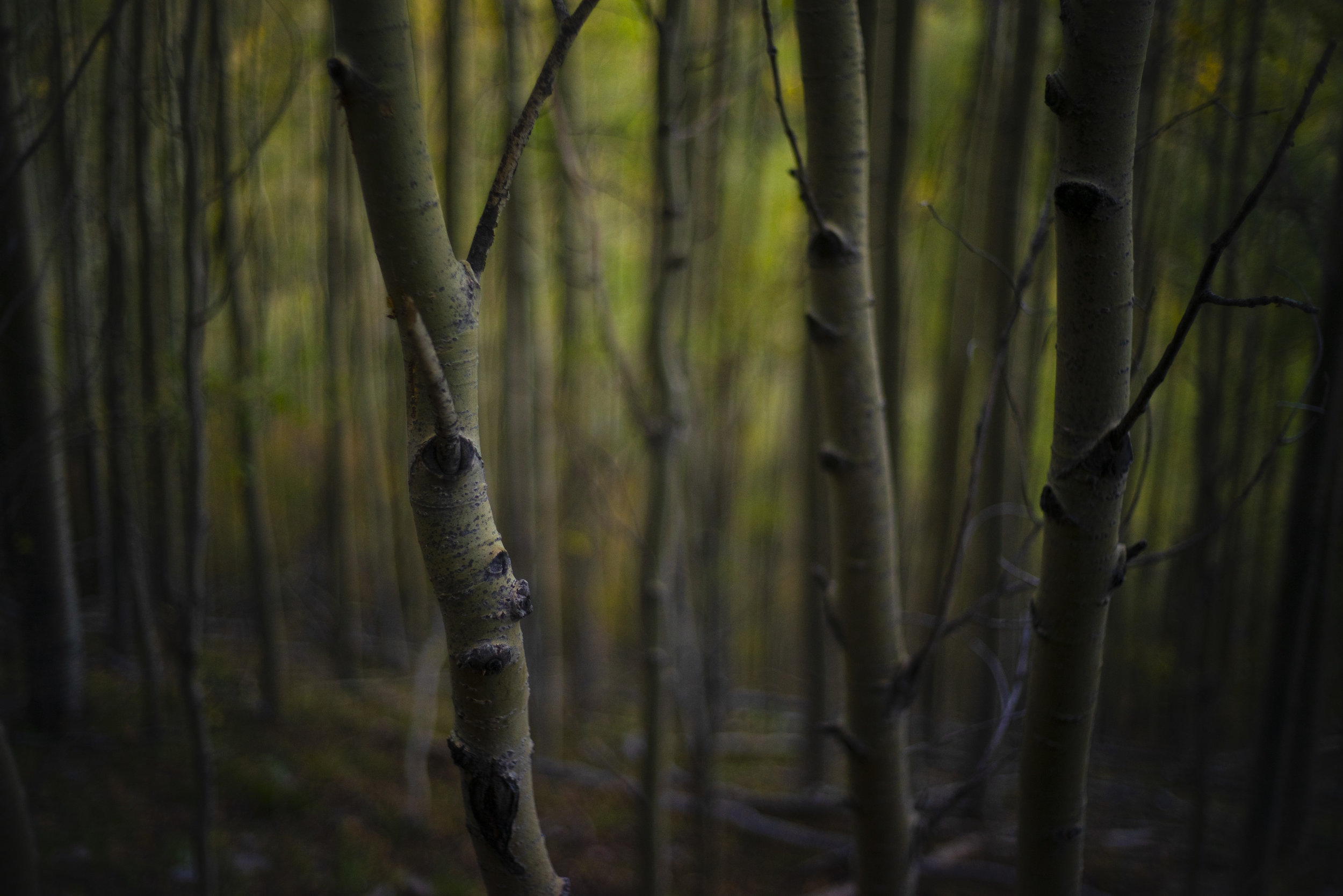 201809_SANTAFE_forestbokeh_011.jpg