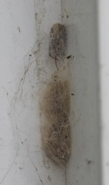spider nest_2269.jpg