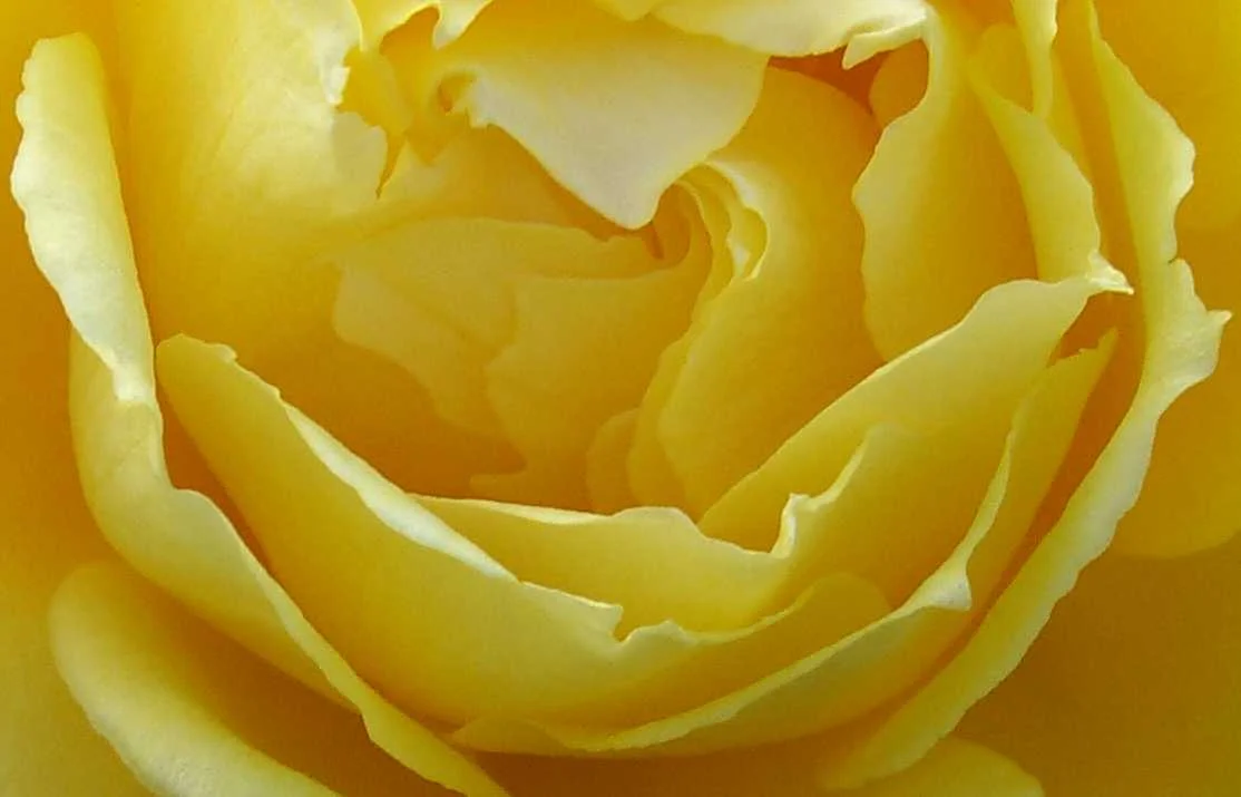yellow-rose-heart-661.jpg