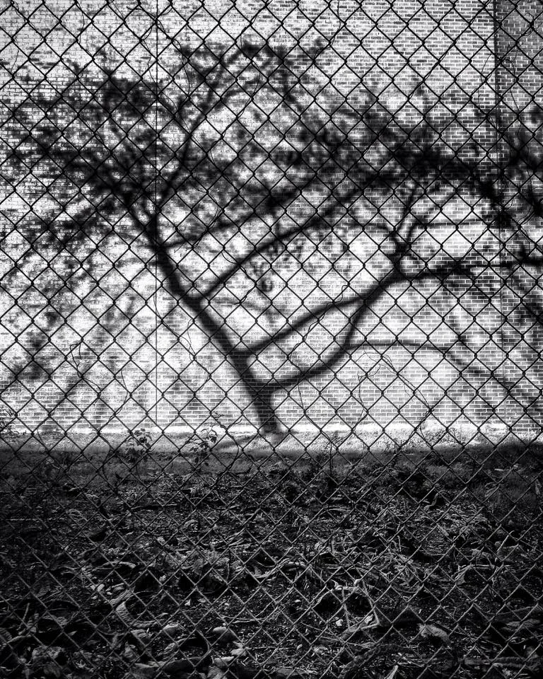 MEMORY OF A TREE
