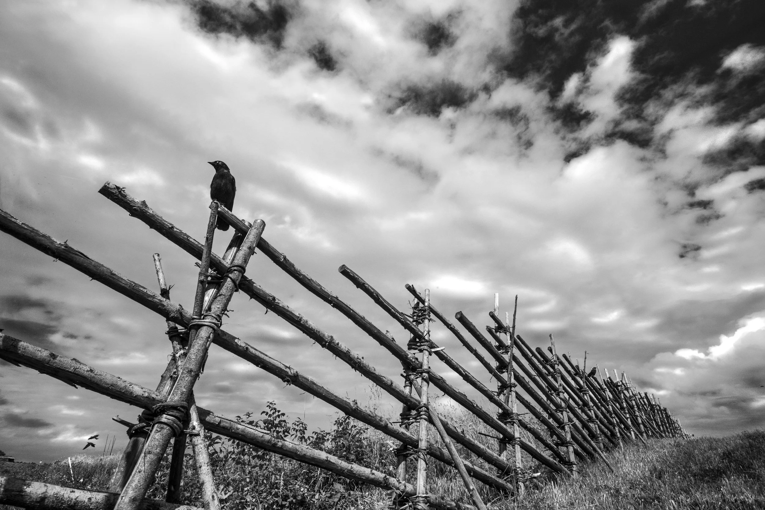 THE GUARDIAN
