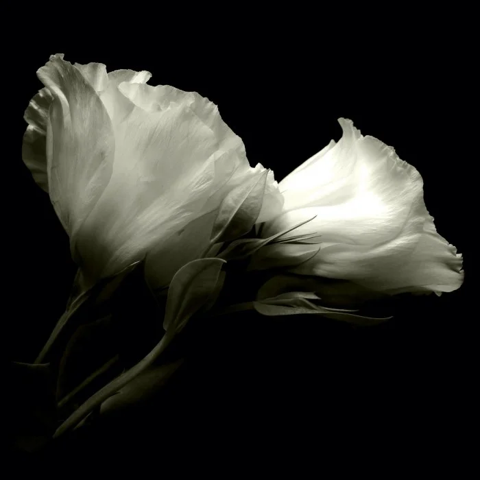 Lisianthus-1-700x700.jpg