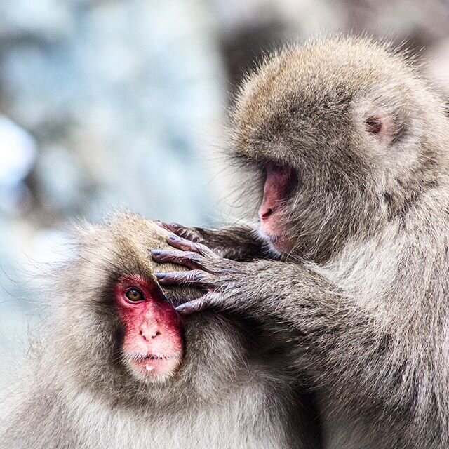 The only place in the world where monkeys bathe in the hot springs. Located in Jigokudani Yaen-koen in the northern part of Nagano prefecture. These wild Japanese macaque (also known as snow monkeys) inhabit here naturally through the ages. They are 