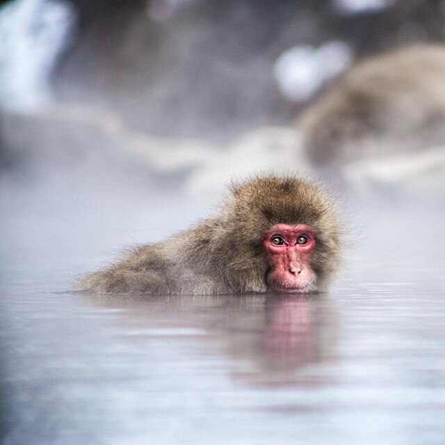 Happy monkey. Captured in the only place in the world where monkeys bathe in the hot springs. Located in Jigokudani Yaen-koen in the northern part of Nagano prefecture. These wild Japanese macaque (also known as snow monkeys) inhabit here naturally t