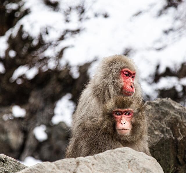 Snow monkeys. located in Jigokudani Yaen-koen in the northern part of Nagano prefecture. 
#wild #photography #nature #naturephotography #monkeys #monkey #snowmonkey #canon #animalphotography #wildphotography #canon6d #red #snow #mountain #hotsprings 