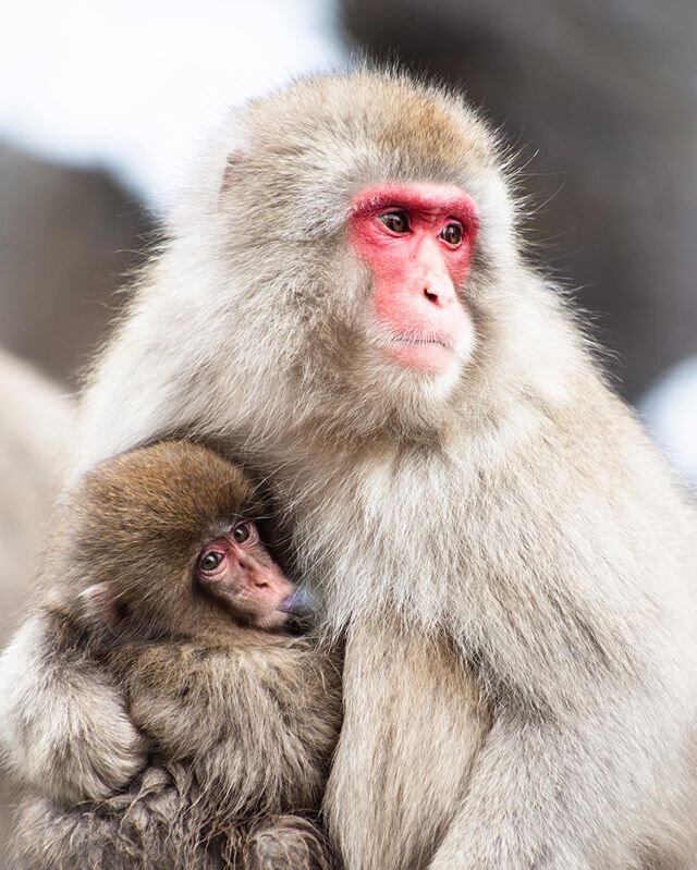 Snow monkey Feeding time. A lovely capture of a mother feeding her child. They are located in Jigokudani Yaen-koen in the northern part of Nagano prefecture 🇯🇵. #wild #photography #nature #naturephotography #monkeys #monkey #snowmonkey #canon #anim
