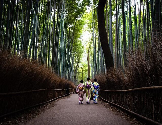 Three girls walking though the bamboo forest in Kyoto in the afternoon. This pathway was full of people all day but the moment that these girls in a kimono passed by, just for only 10 seconds no one showed up. It was lucky shot! 
#bamboo #bamboofores