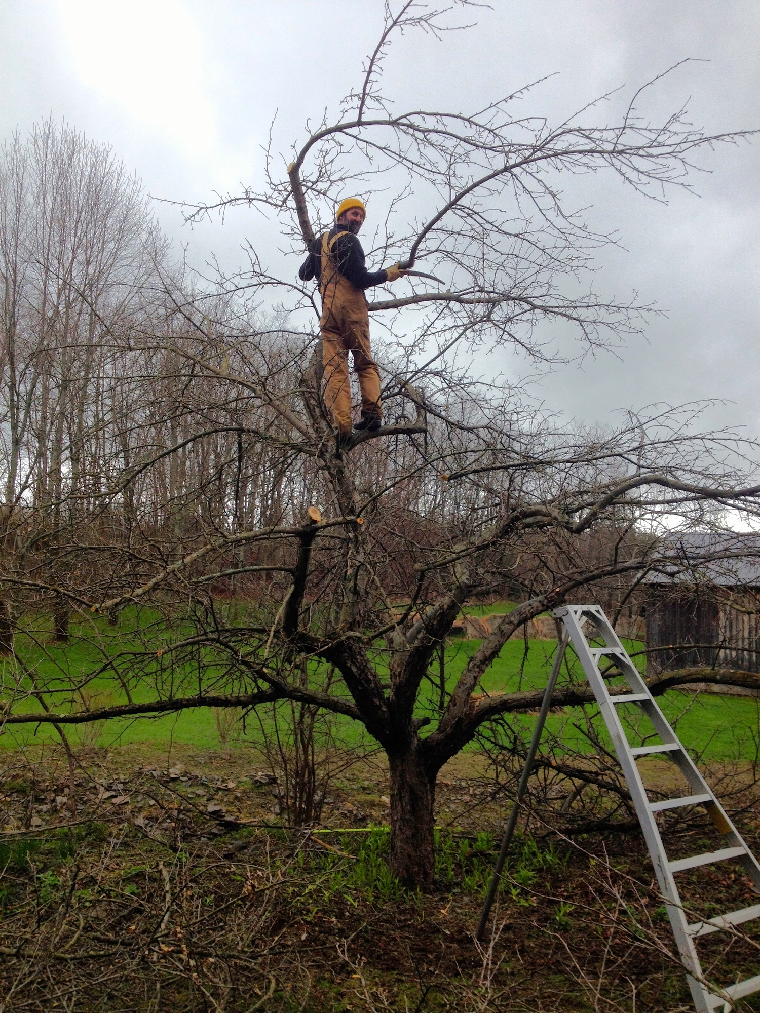 Pruning old farm orchards is one of my pastimes in the later winter. It is very satisfying to see the trees become happier and the fruit more colorful and flavorful as a result.