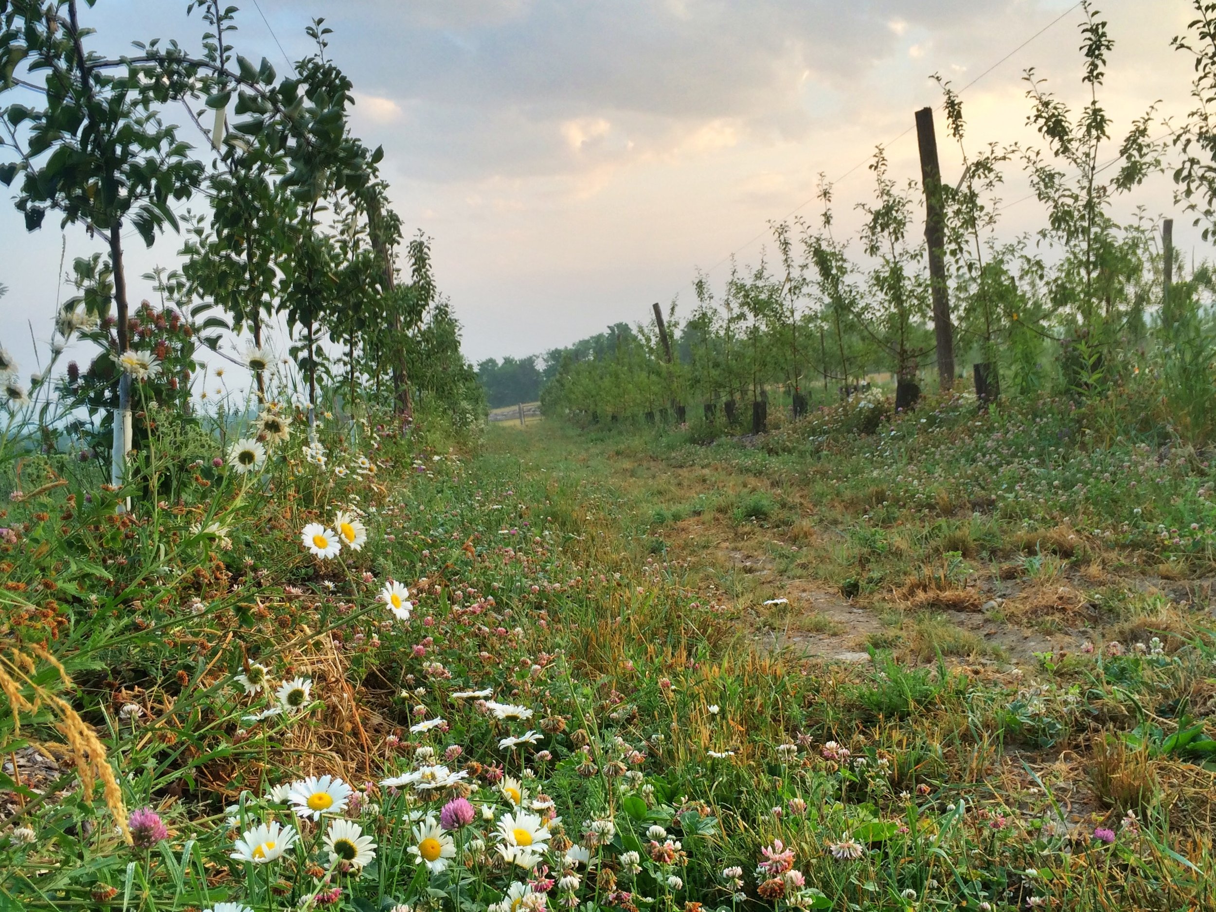 Wildflowers help sustain pollinators. We established out orchard with no synthetic inputs. The summer after planting this block in 2016.