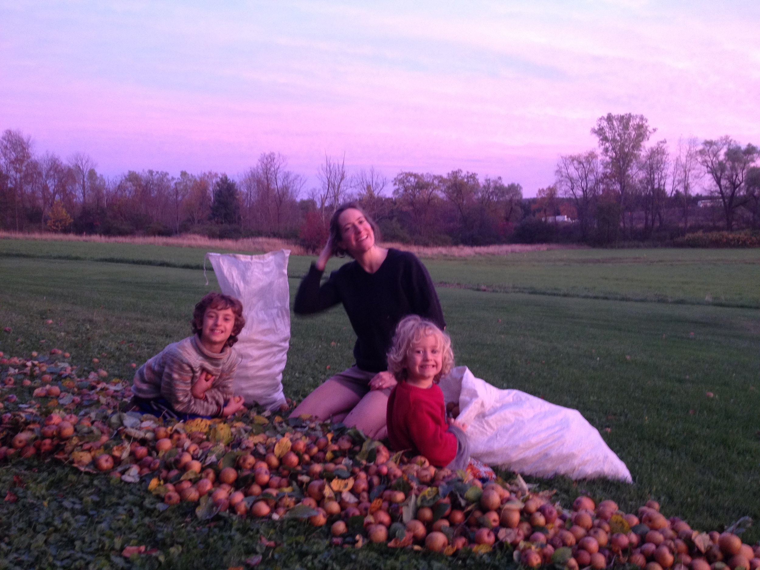 Family helpers harvesting apples from a wild seedling russet apple tree.