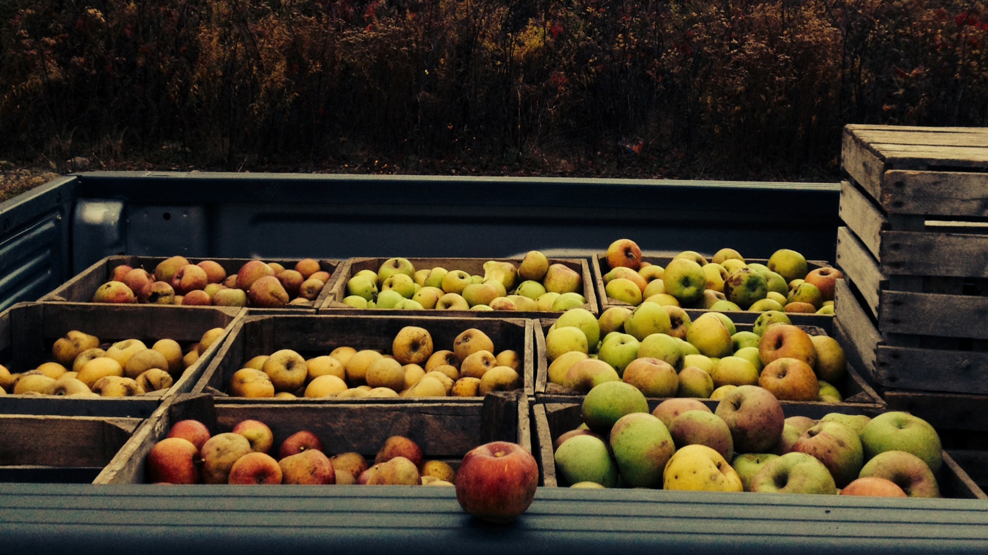 cider apples.jpg