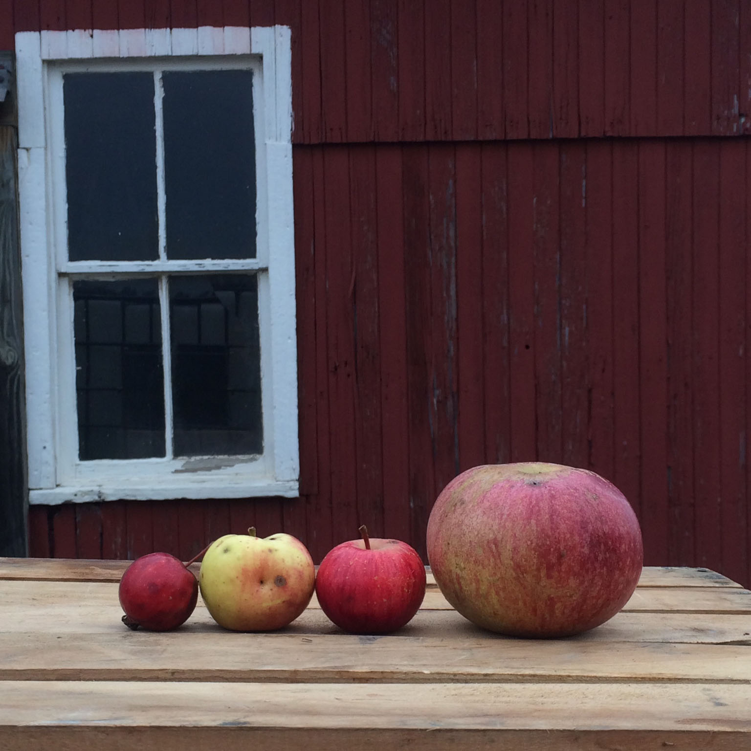 wild apples_resized.jpg