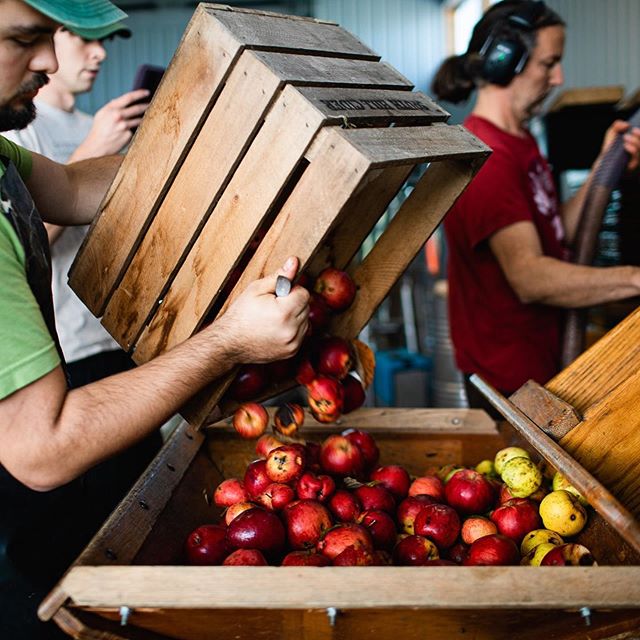 One of our new team members, Ray Henninger, dumping apples into the hopper of the 1950s era OESCO rack and cloth press. This press was found at an older orchard in Pennsylvania via a tip from Eric Shatt at Redbyrd Orchard Cider.