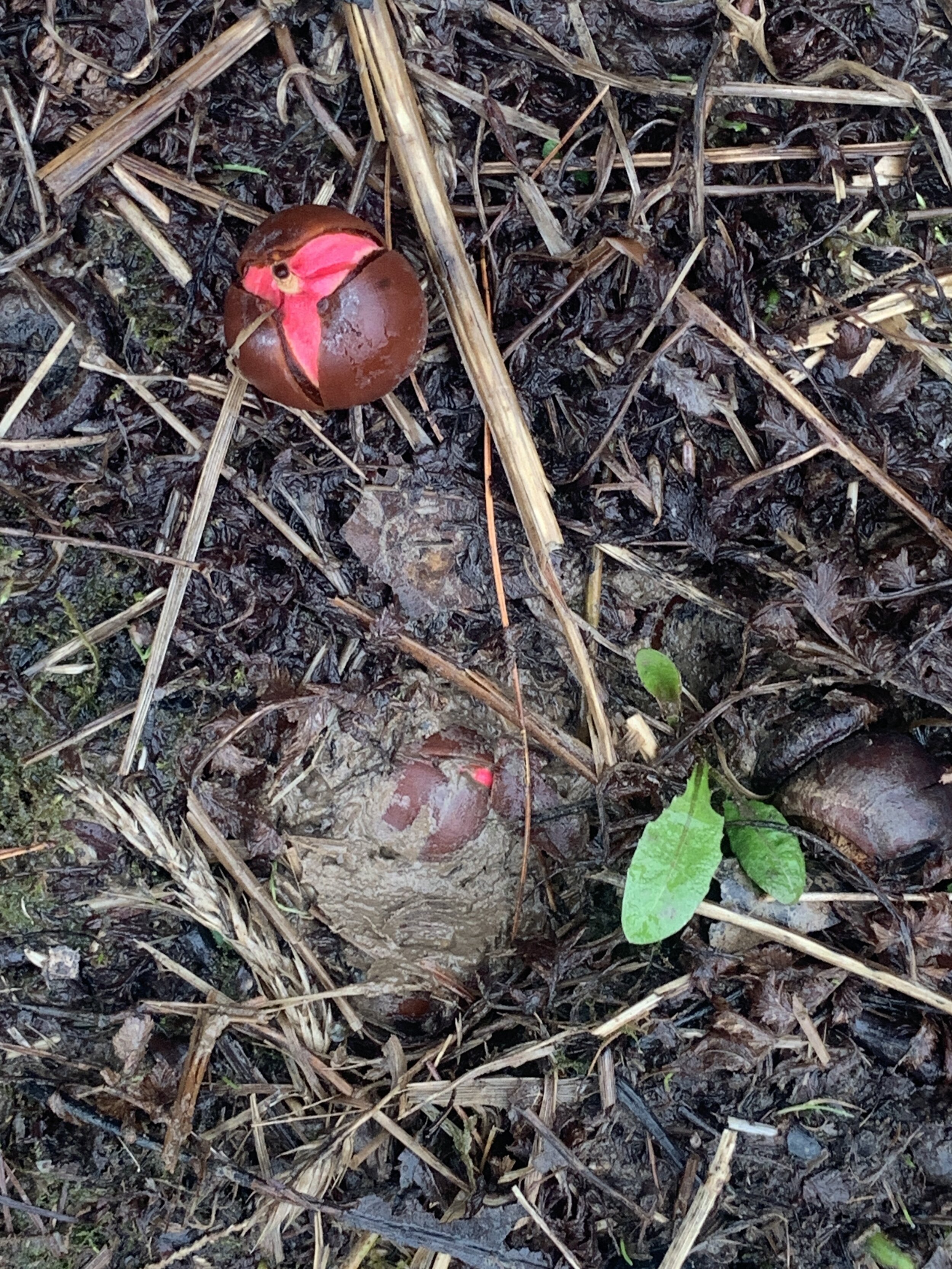 Sprouting Oak Tree