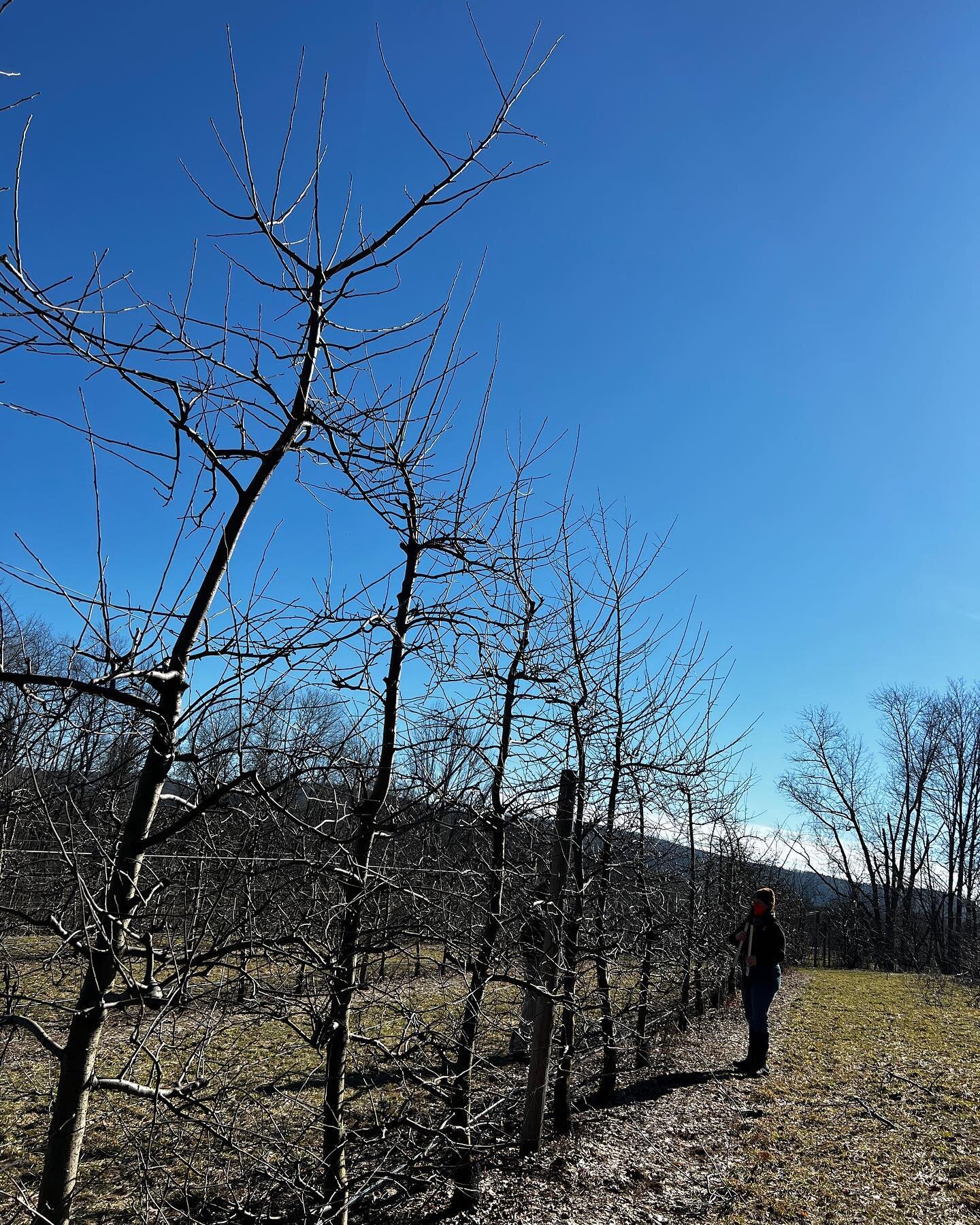 Pruning today in the warm sun felt so lovely! It&rsquo;s been a cloudy winter here. 
While pruning it is always educational to check out other people&rsquo;s previous years&rsquo; cuts. We all have our own styles and there&rsquo;s always more to lear