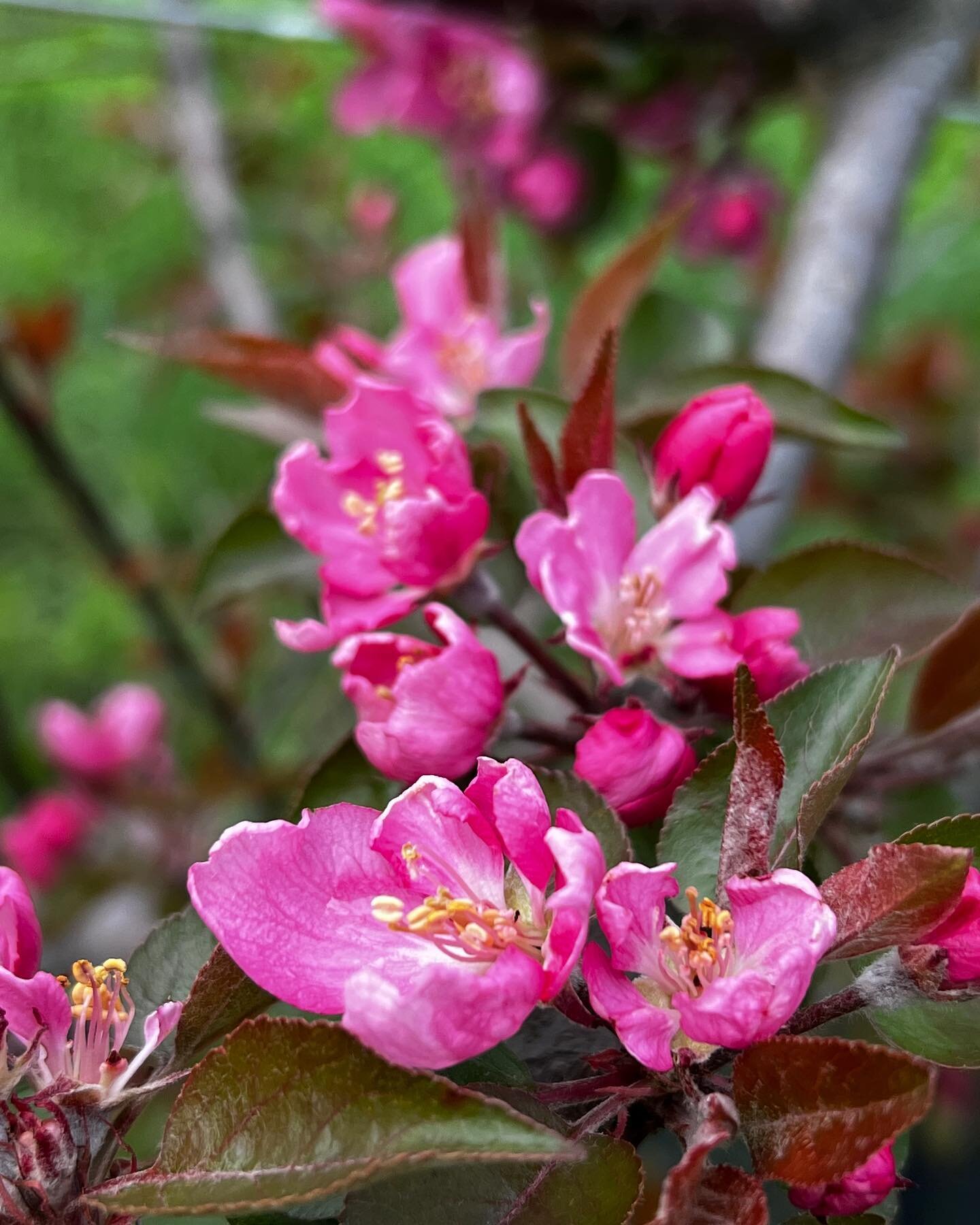 Bloom begins in our home orchard.  Redfield, Irish Russet and Golden Russet on 4/25/2023. Redfield has pink flower and pink flesh - it makes a nice ros&eacute; cider that we have made two estate grown vintages from. Ask for it next time you&rsquo;re 