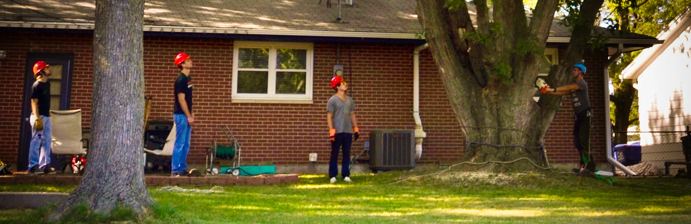 65ft Maple Infested With Carpenter Ants Spanning Across 3 Houses, Other Trees, Power And Telecommunication Lines 