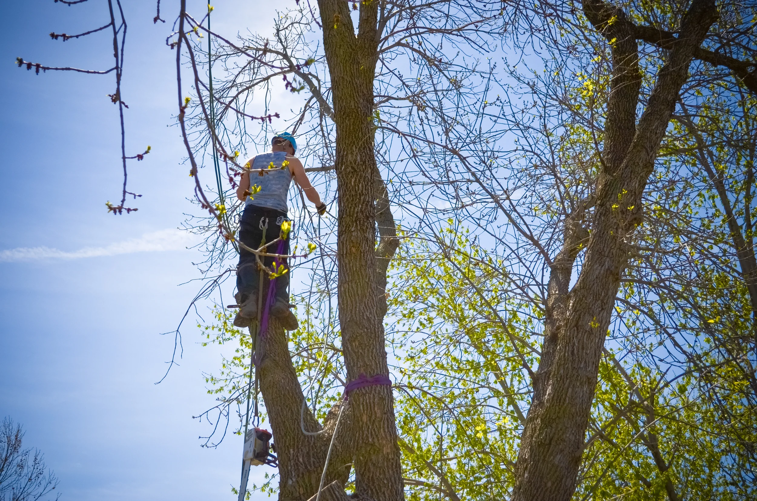 Professional Climbers For Those Trees That Are Impossible To Reach With A Bucket Truck.