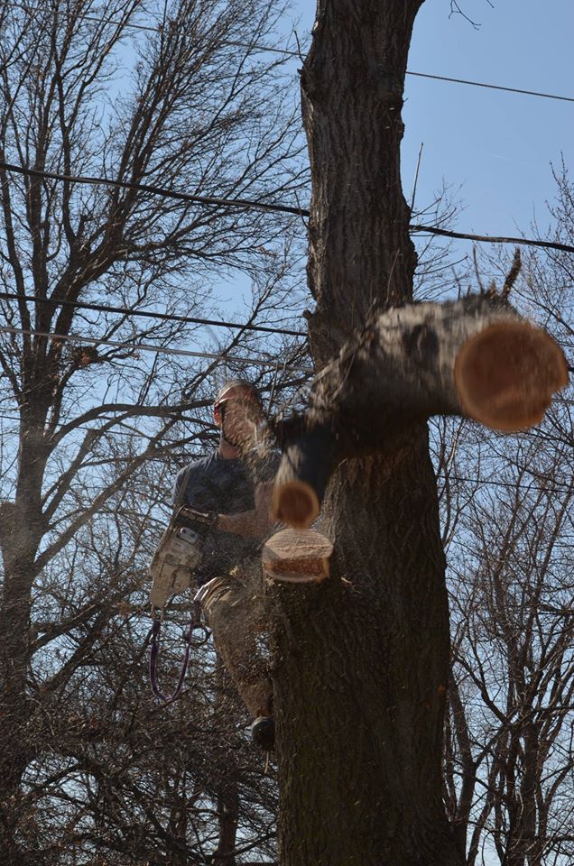 arborist lincoln tree service.jpg