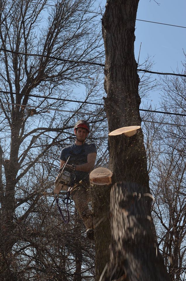 arborist tree lincoln nebraska.jpg