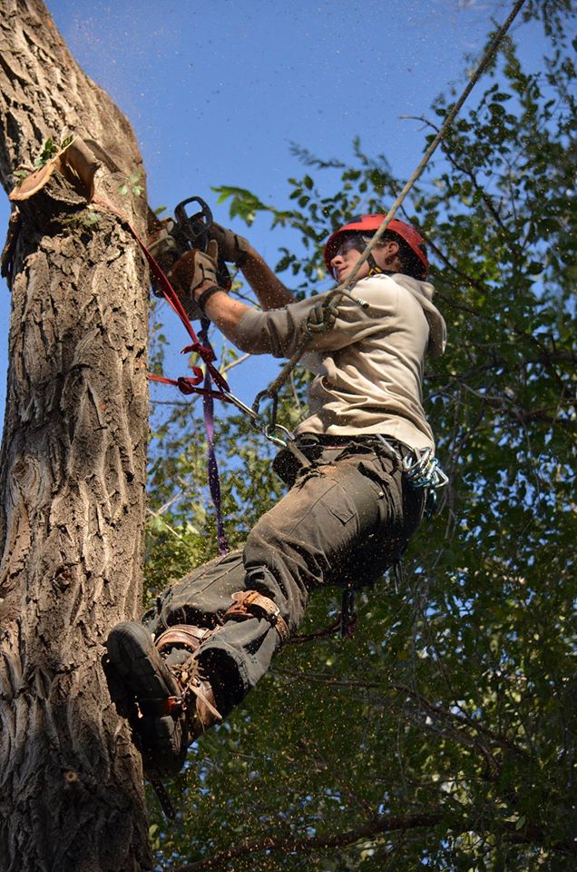 lincoln ne based tree service.jpg