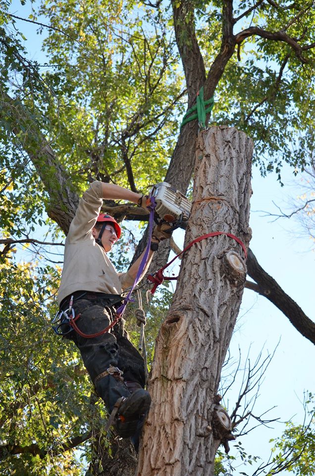 one life tree service in lincoln, ne.jpg