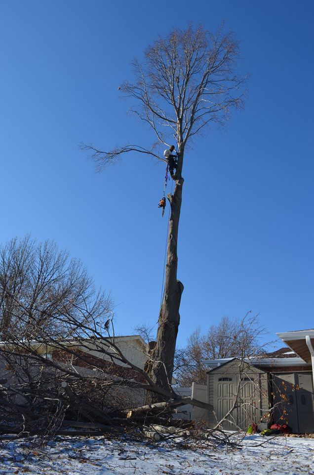 tree service in nebraska in lincoln.jpg
