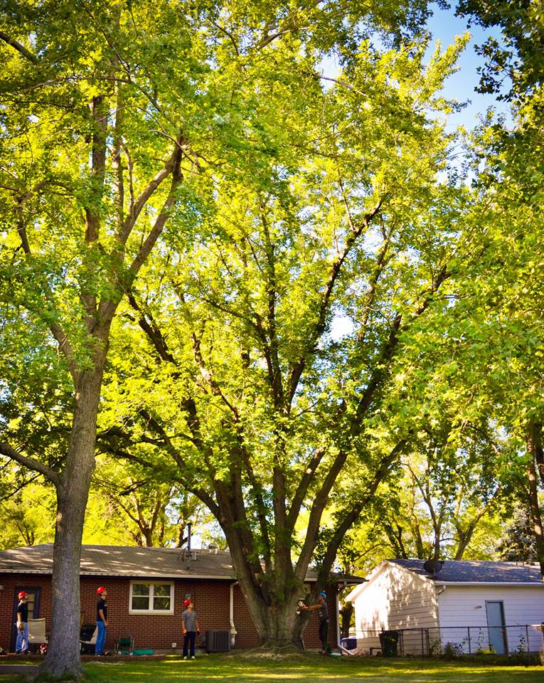 tree service of lincoln nebraska.jpg