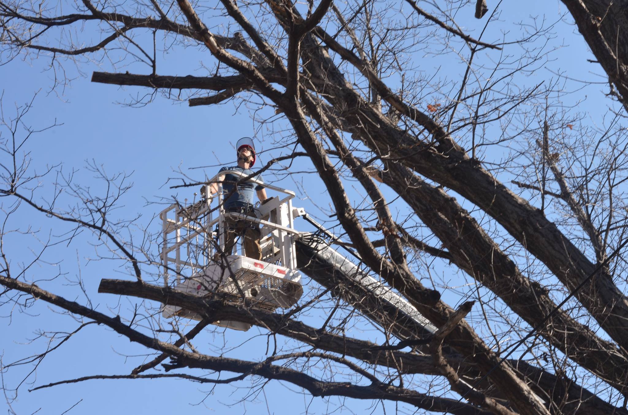 tree service.jpg