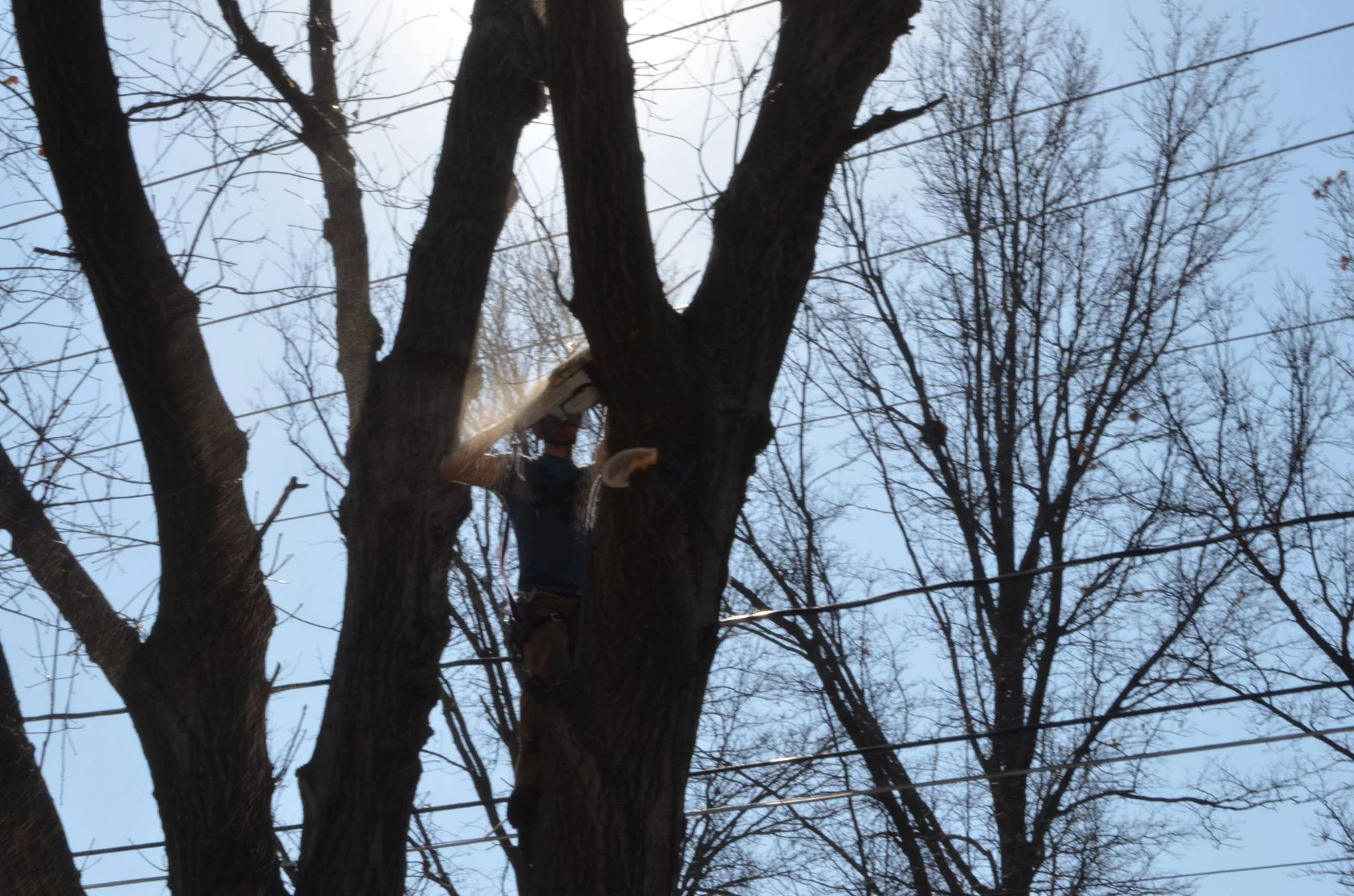 tree trimming in lincoln ne.jpg