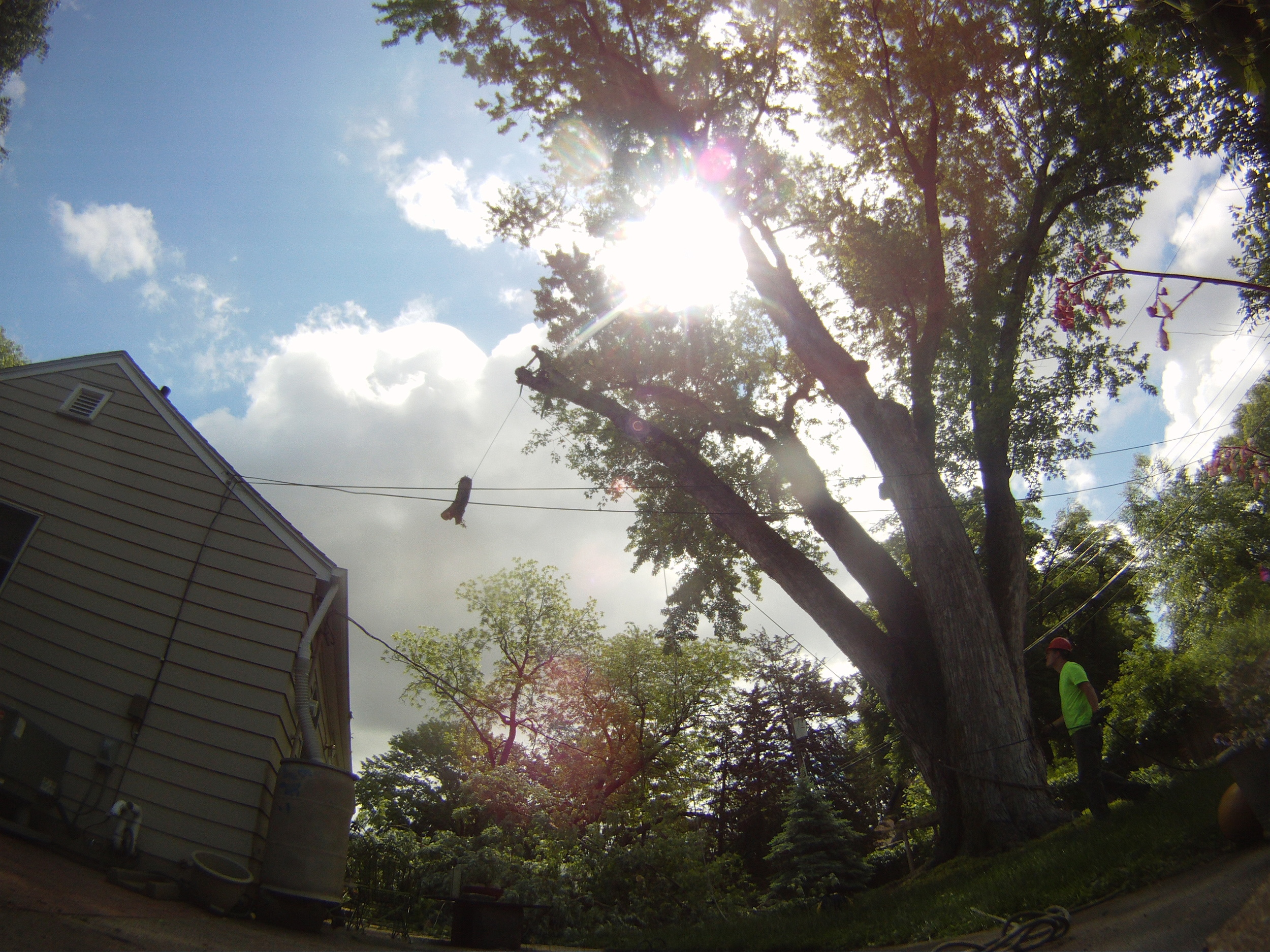 Tree Service In Lincoln Area Licensed Tree Arborist.JPG