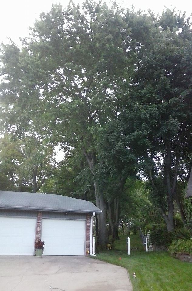 Tree service in Lincoln nebraska lincoln ne Arborist.jpg