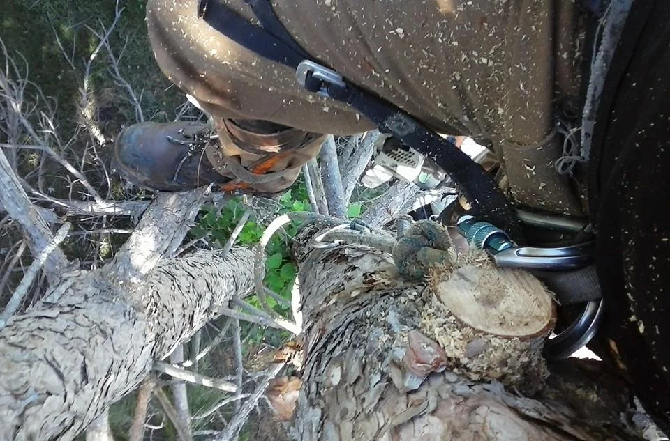 Tree service in lincoln nebraska 68507.jpg