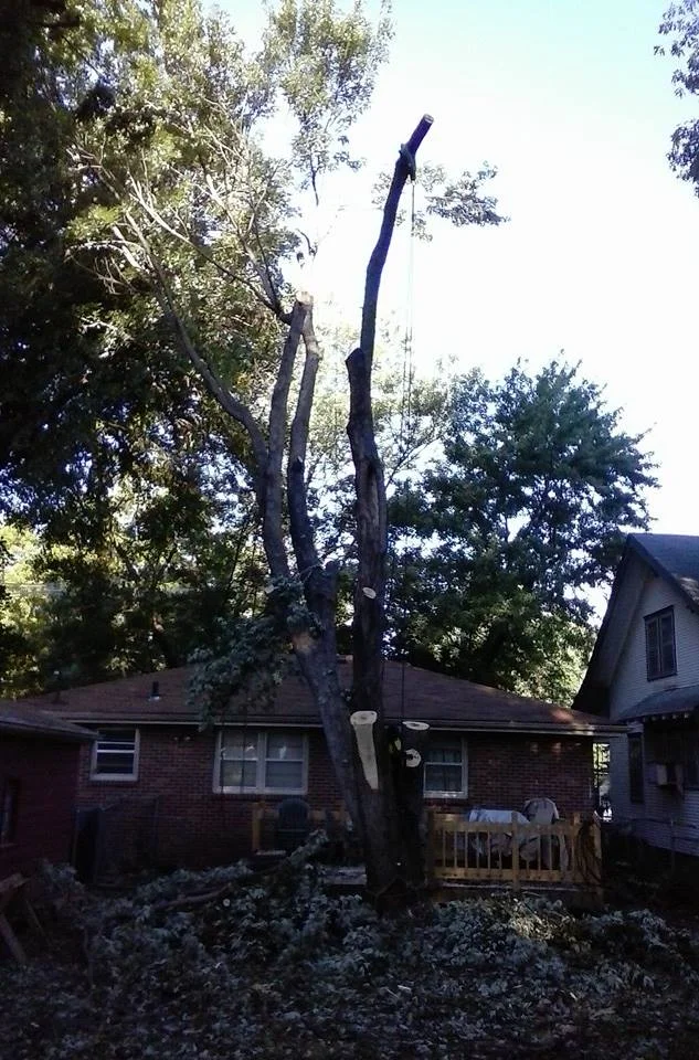 Tree Service in lincoln NE 68462.jpg